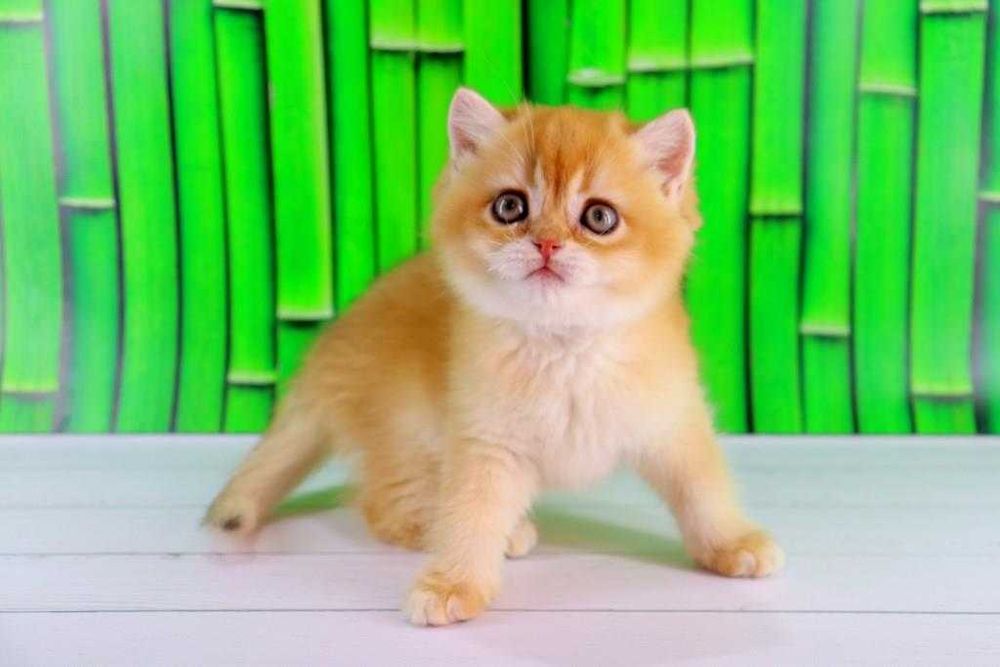 Дуже ласкавий та красивий британських хлопчик-золота шиншилла