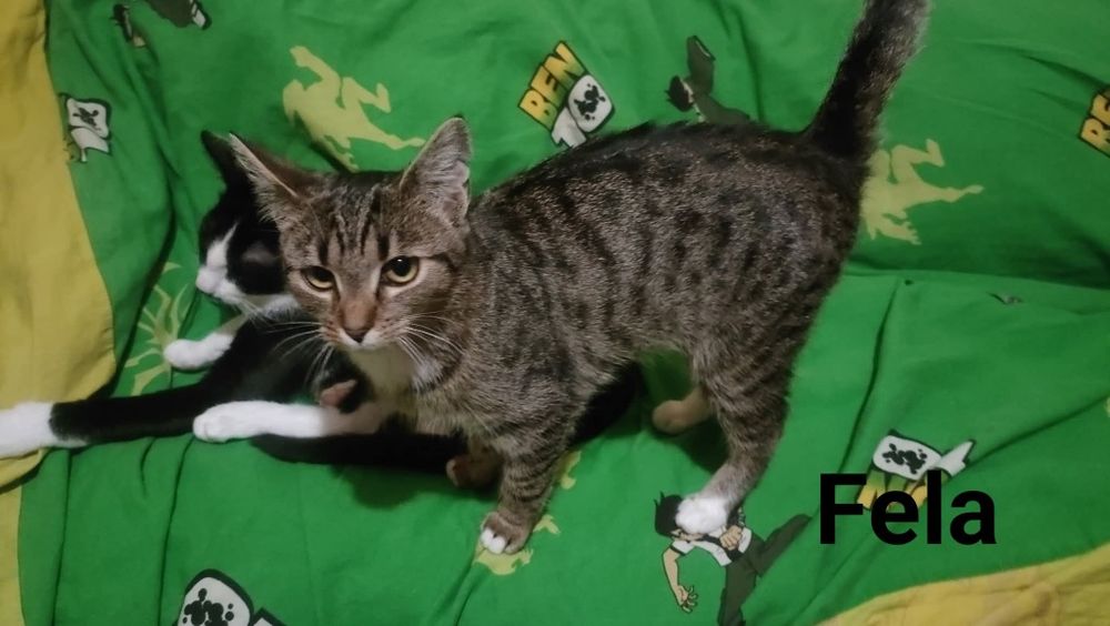 Półroczne Bella i Fela .