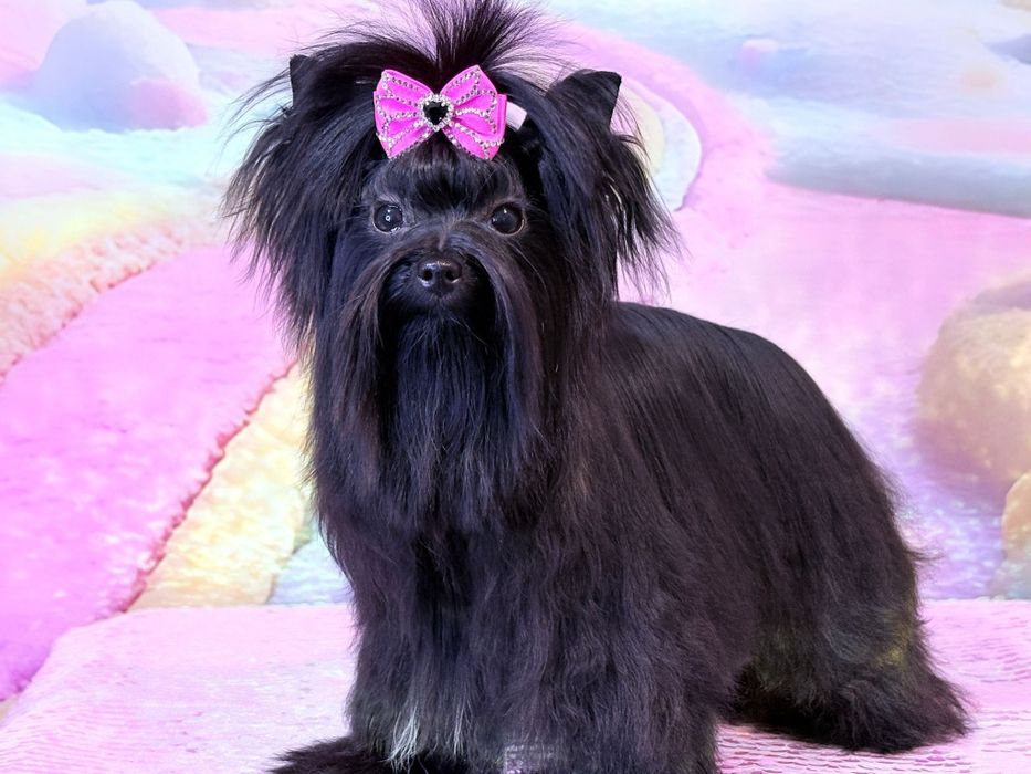 York mini ciemna suczka