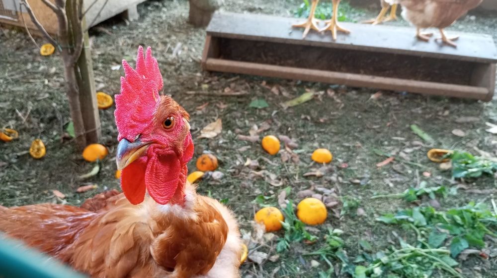 Vendo galos caseiros