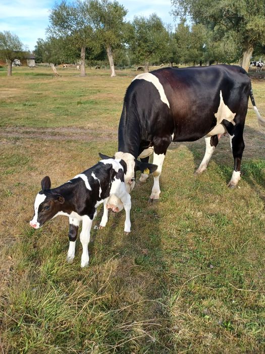 Mleko krowie świeże  prosto od rolnika
