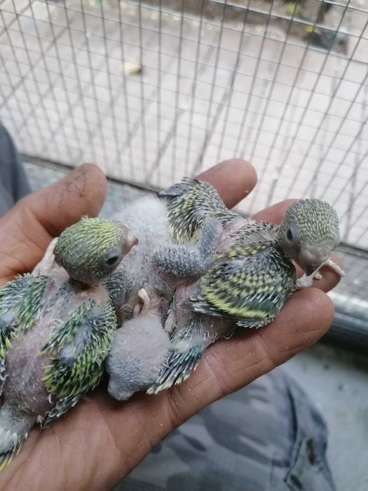 Piriquitos e rosicolers