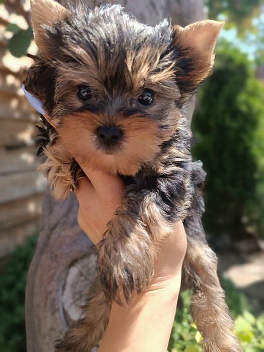 Одесские мини Йорки щенки