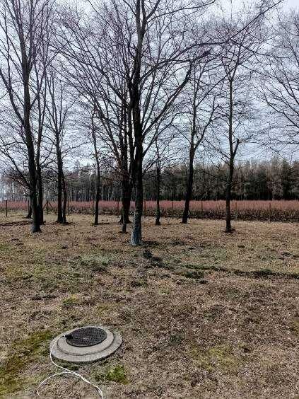 Drewno grabowe ścięte.