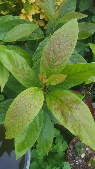 Grafted Avocado Trees64585692809986122