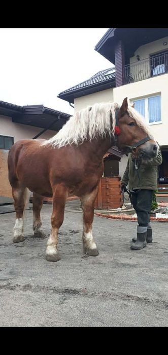 Sprzedam źrebicę zimnokrwistą