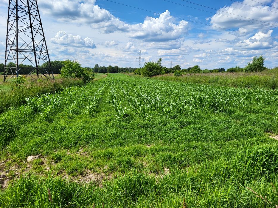 Działka na sprzedaż 8600m2