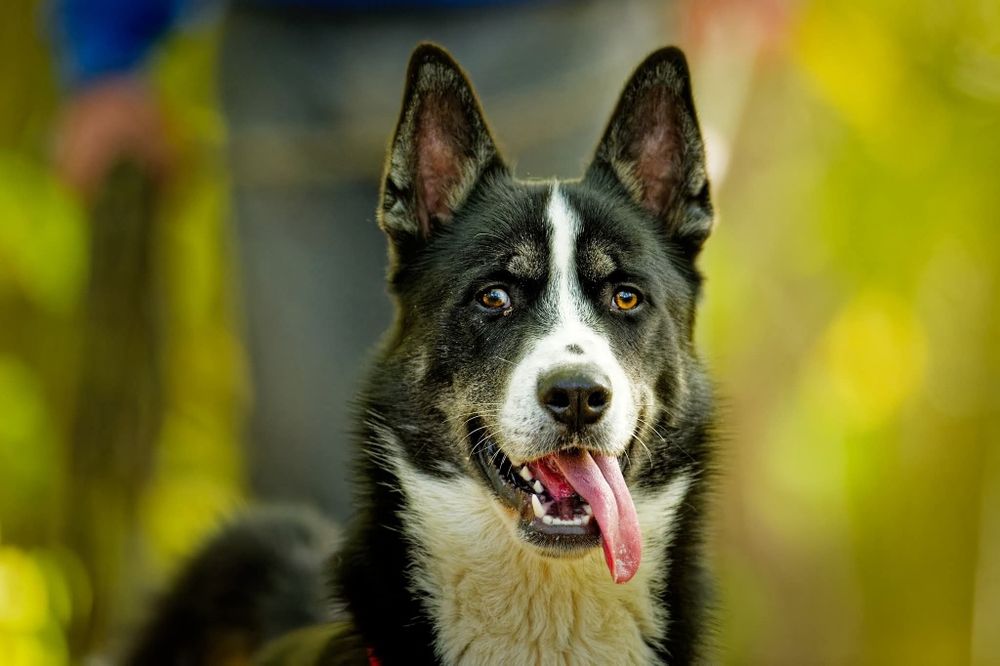 Szalony Bazyl szuka domku