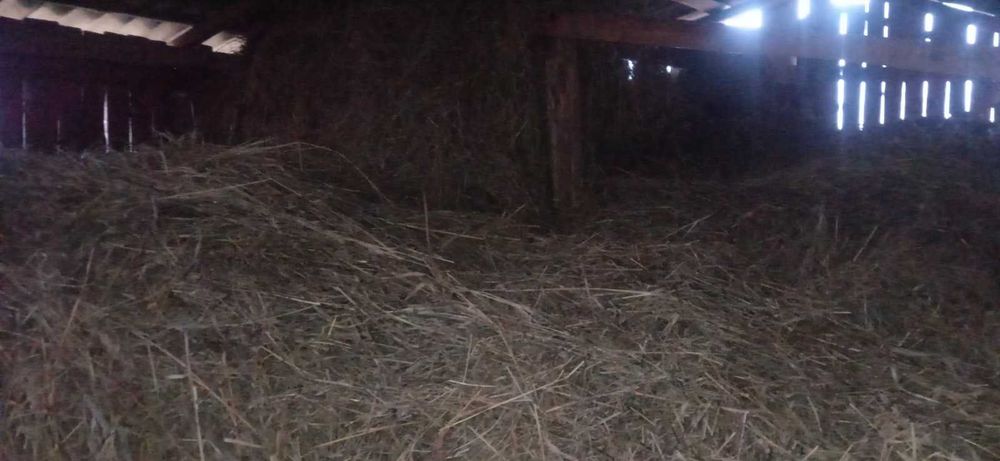 Продам сіно лугове ціна договірна