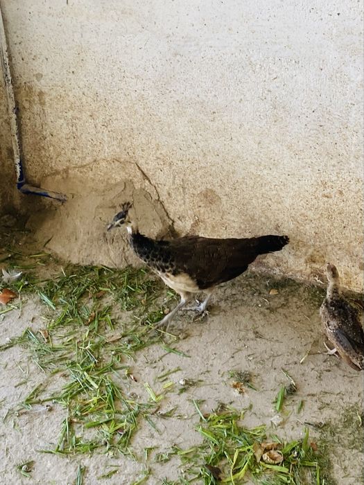 Pavōes jovens de varias racas e diferentes idades