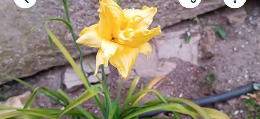 Лилейник желтый декоративный