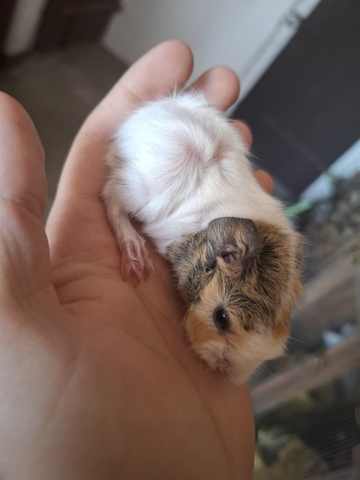 Świnki morskie 2 samiczki