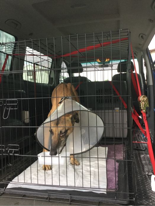 VIP Pet Przewóz transport zwierząt domowych psy koty itp.