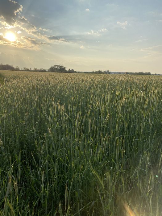 Jęczmiń ozimy, żyto hybryda