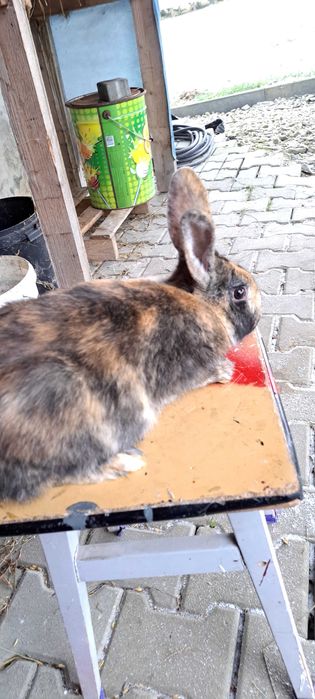 Króliki samica samiec