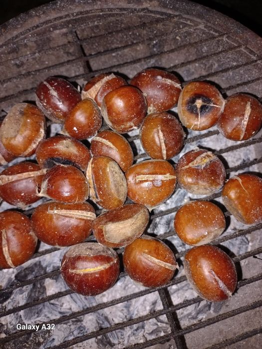 Castanhas gordinhas
