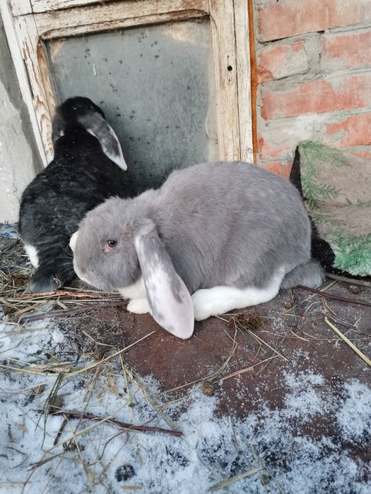 Продам кроликов породы французский баран