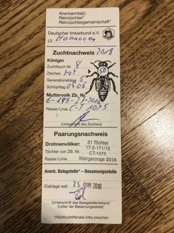 Бджолопакети Карніка Зінгер (Singer >F1) Австрія. пчелопакеты