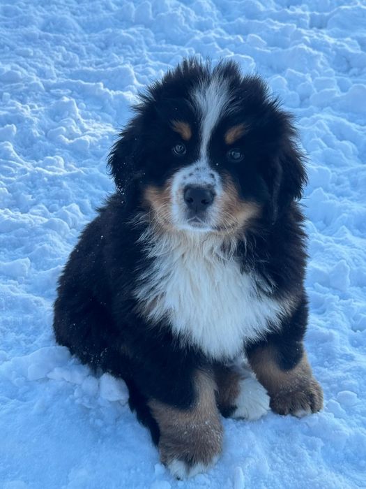 Berneński Pies Pasterski