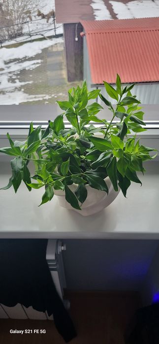 Sadzonki aeschyantus