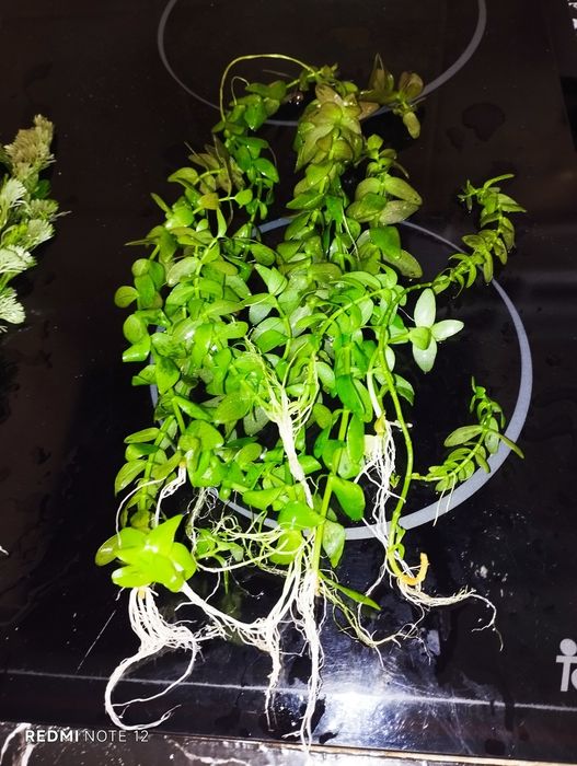 Plantas para aquário