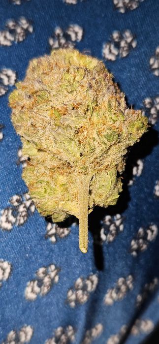 Marihuana Orange Cake 15g Susz Roślinny Konopny CBC THC CBN CBL Cannabis Flos