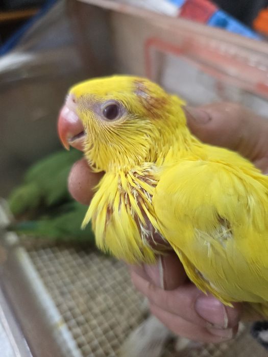 Papagaios diversas espécies