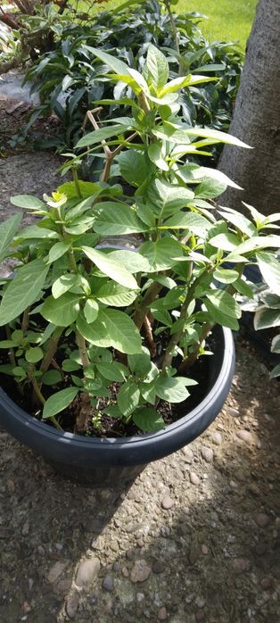 Datura biała zolta różowa  10
