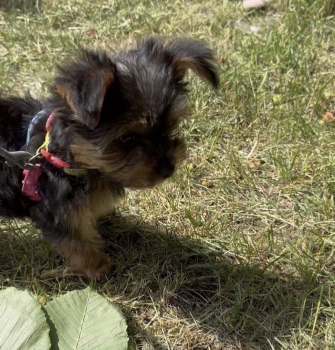 Цуценята йоркширський терʼєр,йорчики, йорки,міні, бебі фейс