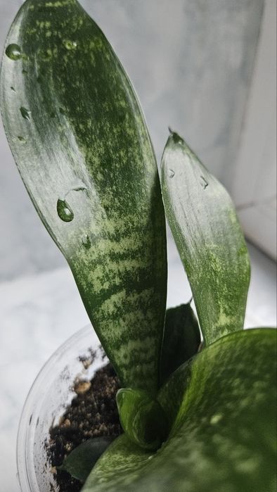 Sansevieria trifasciata Moonshine Reversion!