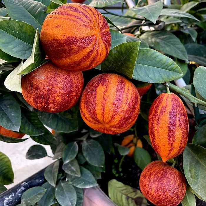 Pomarańcza krwista "Arcobal", duże drzewko XL, forma pienna