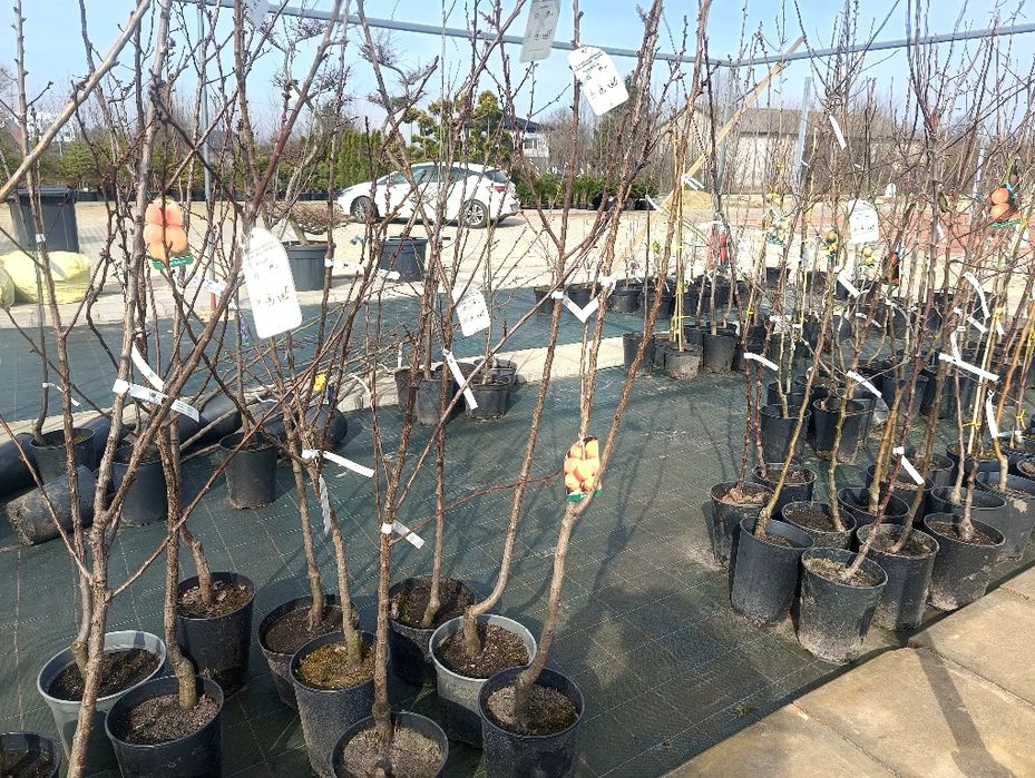 Drzewka owocowe  duży wybór