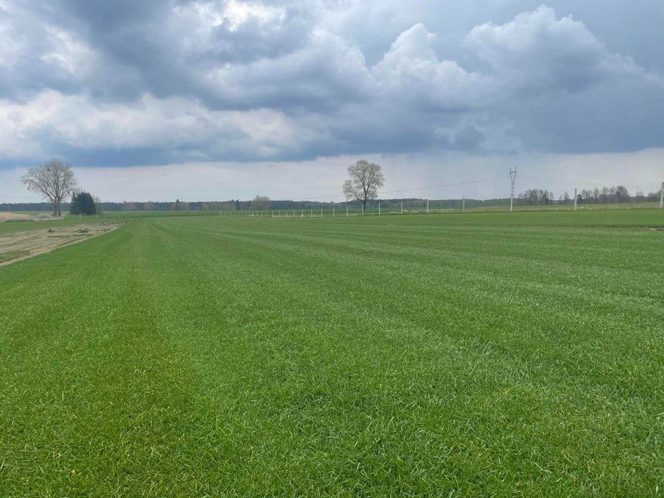 Trawa z rolki od PRODUCENTA | świeża darń | dostawa cała Polska