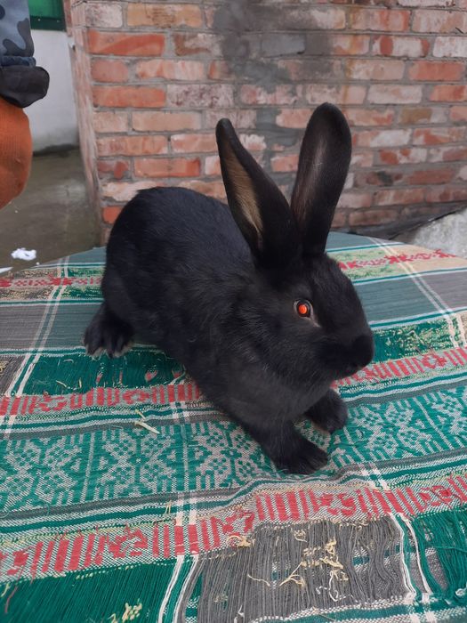 Продам  молодих кролі