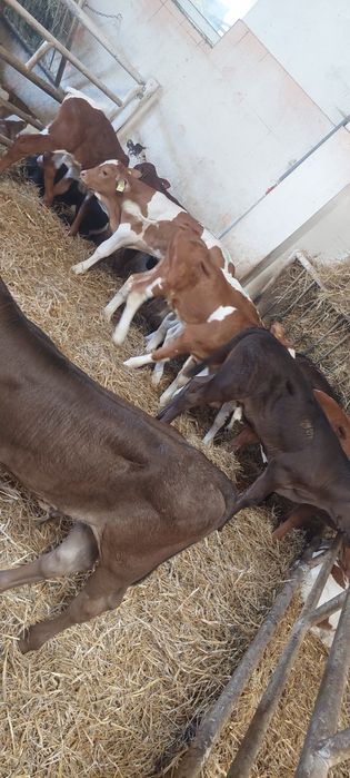 Cielęta mięsne małe średnie