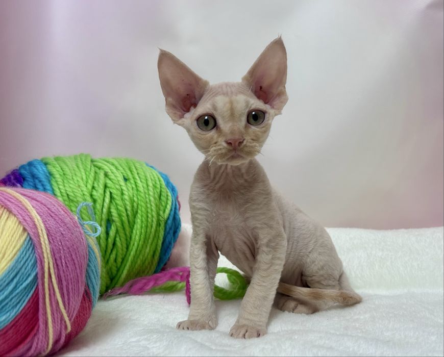 Uroczy kocurek devon rex, rudy,FPL, FIFE