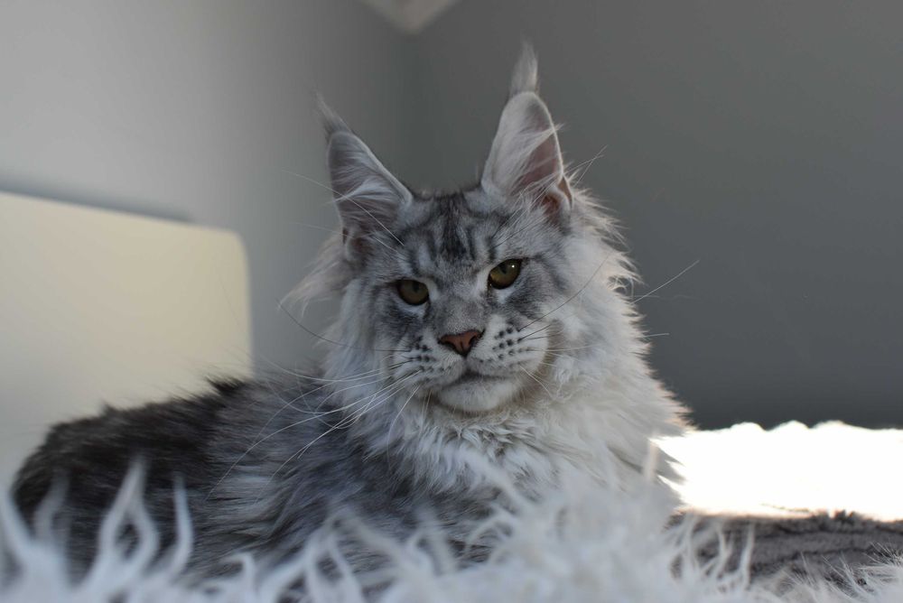 REZERWACJA/Gotowy do Odbioru/Kocurek Maine Coon/Rodowód FPL