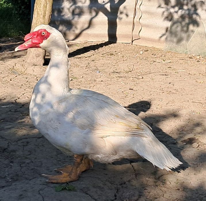 Продам! Селезнів Німецька лінія