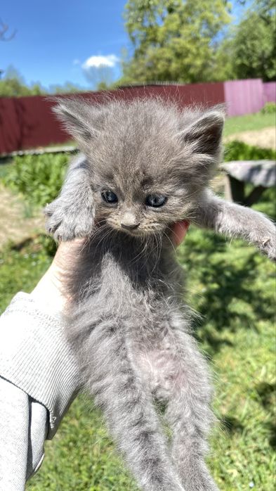 Котенок , кот, кошеня