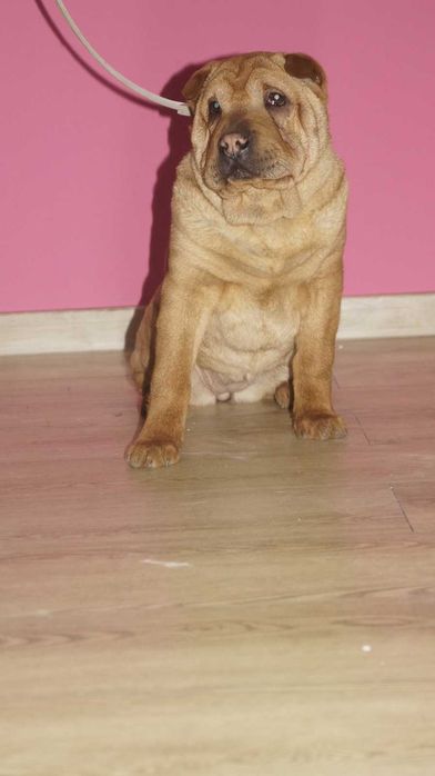 Eva, ruda suczka Shar Pei, z rodowodem,  trzymiesięczna