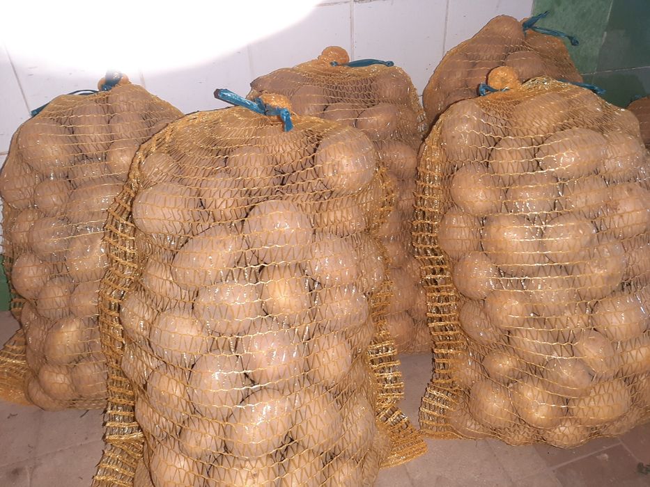 Ziemniaki odm. Impresja Owacja Gwiazda