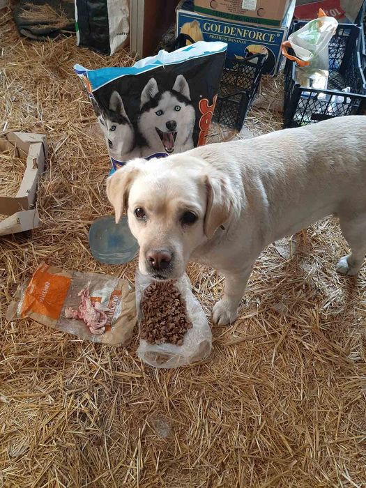 дівчинка безкоштовно