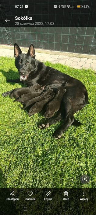 Owczarek niemiecki linia użytkowa