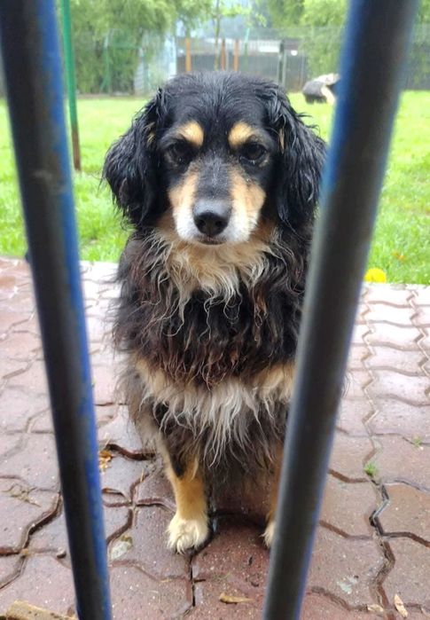 Mały kochany grzeczny Timon potrzebuje domu