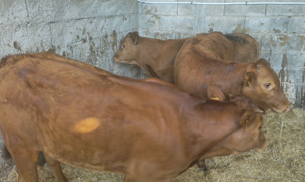 Lote 7 Vitelos cruzados limousine e angus