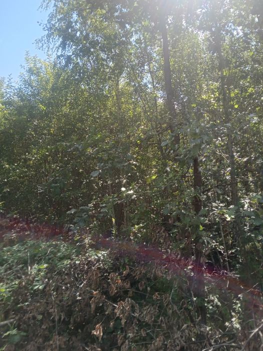 Терміново! 20 соток Земельна ділянка! Торг