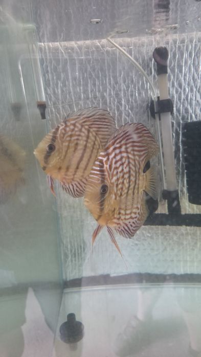 Casal discus Red Turquesa