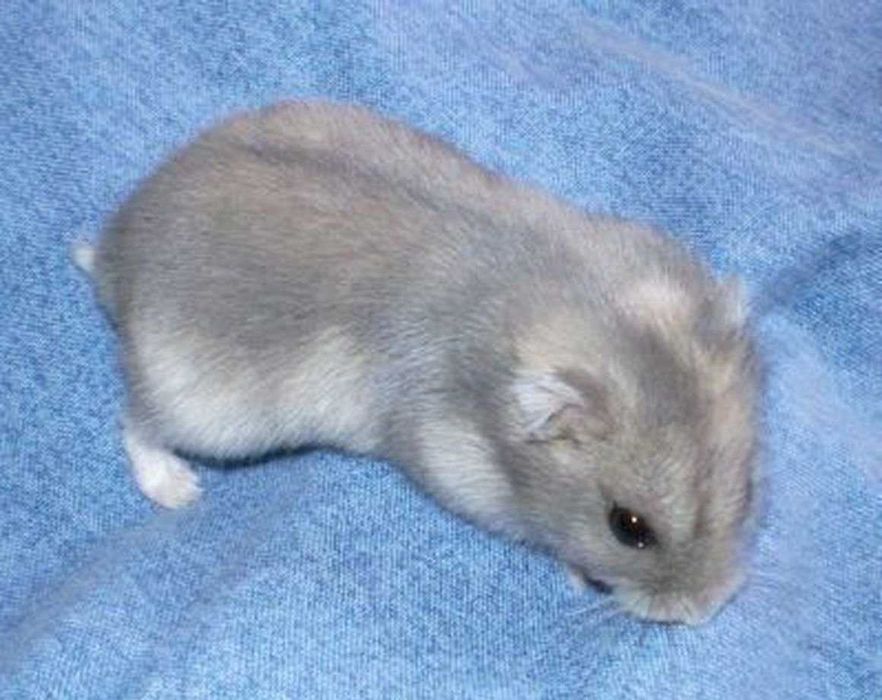 Джунгарские хомячки, хомяки, хомячата, хомяк, карликовые, джунгарики