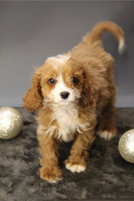 Мальтипу кава пу ,девочка продажа