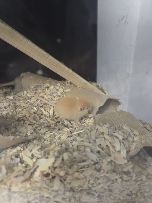 Myszoskoczki samiczki i samce